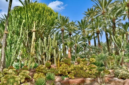 Free A vibrant mix of cacti and palm trees under a clear blue sky in Elche, Spain. Stock Photo