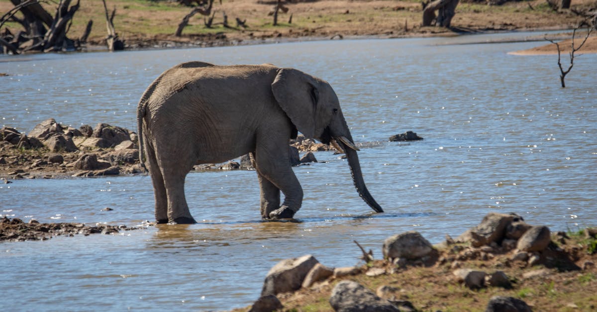 Free stock photo of animals, elephant, elephant trunk