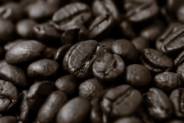 Premium Arabica coffee beans, Uganda