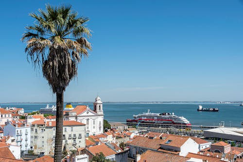 Gratis stockfoto met Lissabon, mediterraans, palmboom