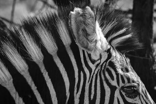 Free Grijswaardenfoto Van Zebra Stock Photo