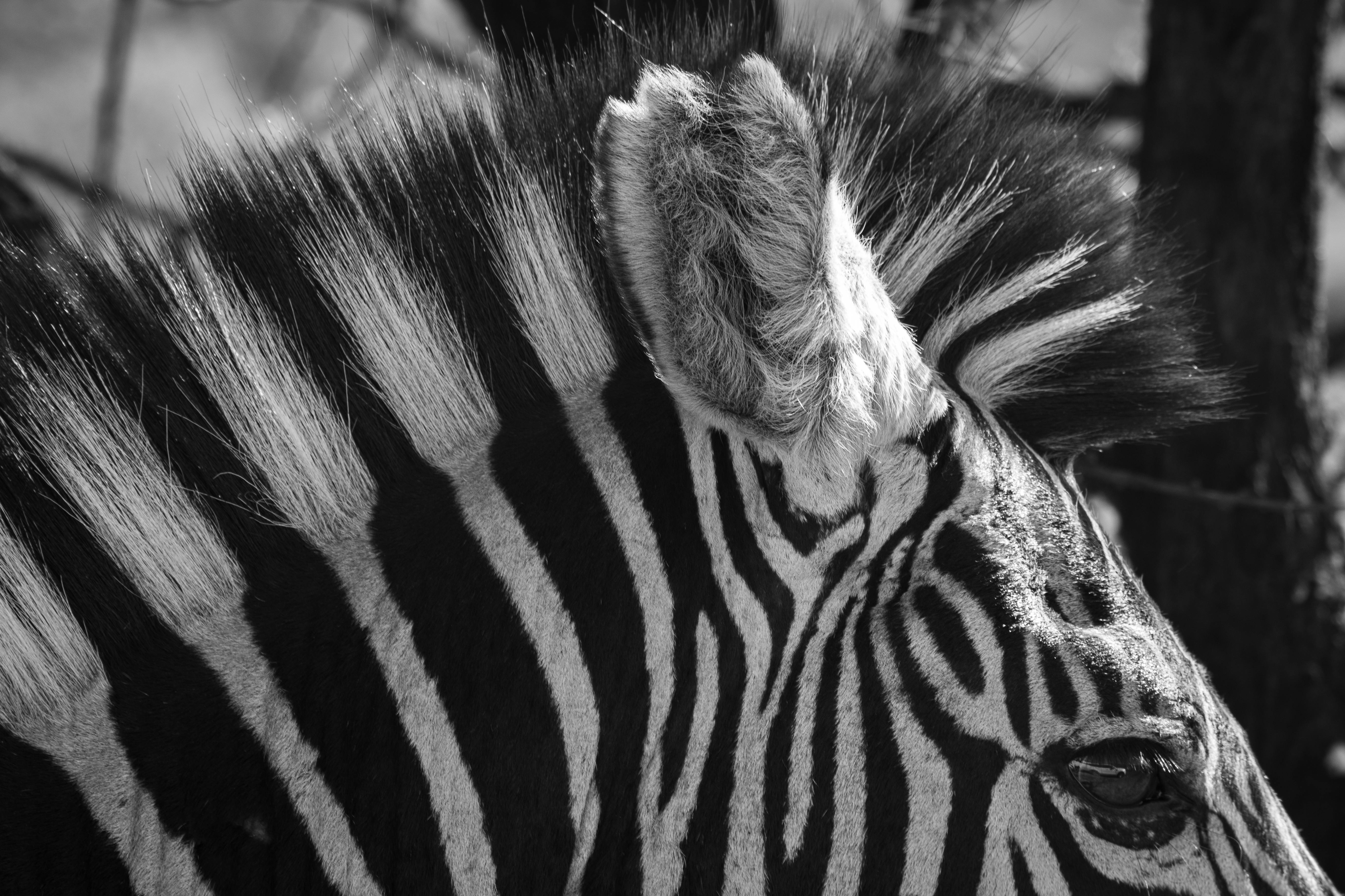 Foto de stock gratuita sobre animal, animal salvaje, blanco y negro