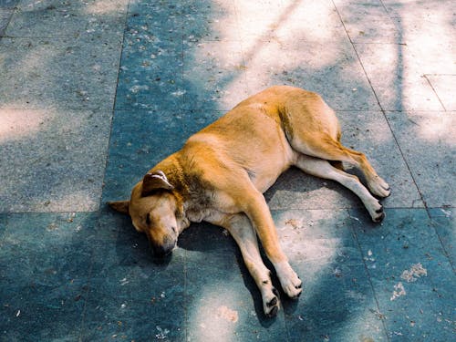 Free Dog Sleeping on Pavement Stock Photo