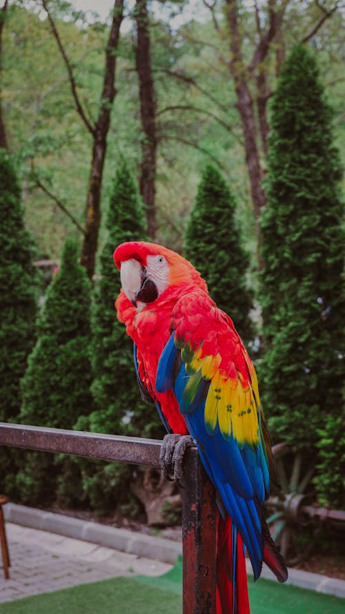 Close up of Parrot