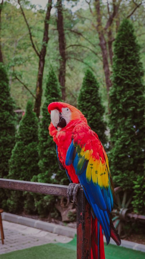 Free A vibrant scarlet macaw perched outdoors with lush greenery in the background. Stock Photo