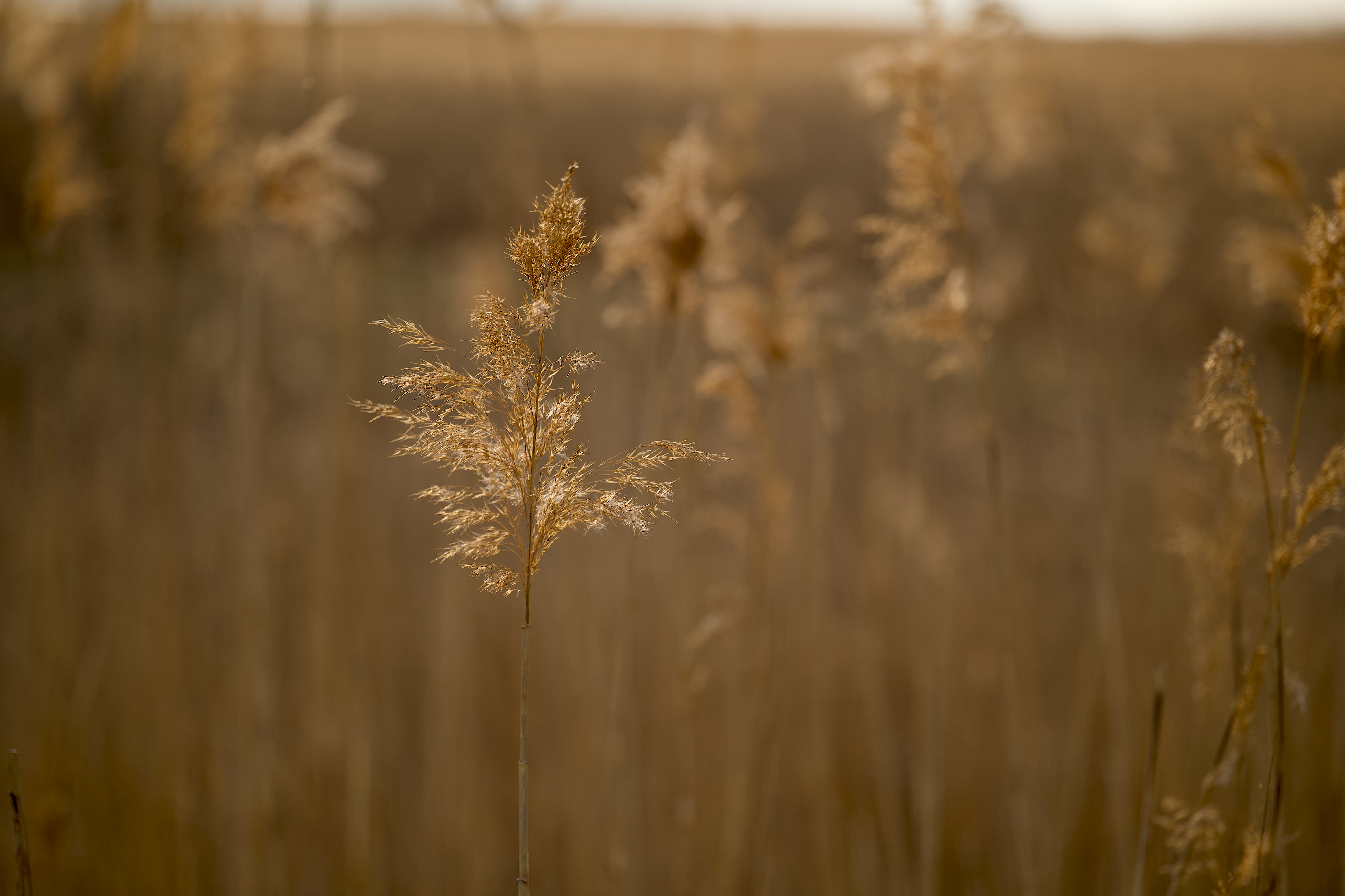 Seed Head of Reed Grass in the Meadow · Free Stock Photo