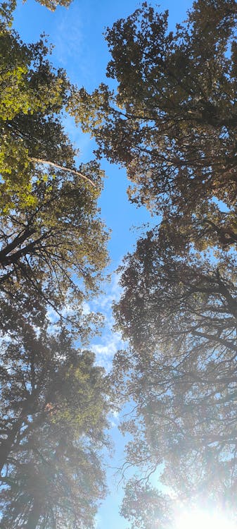 Photos gratuites de arbre d'automne, beau ciel, beau fond