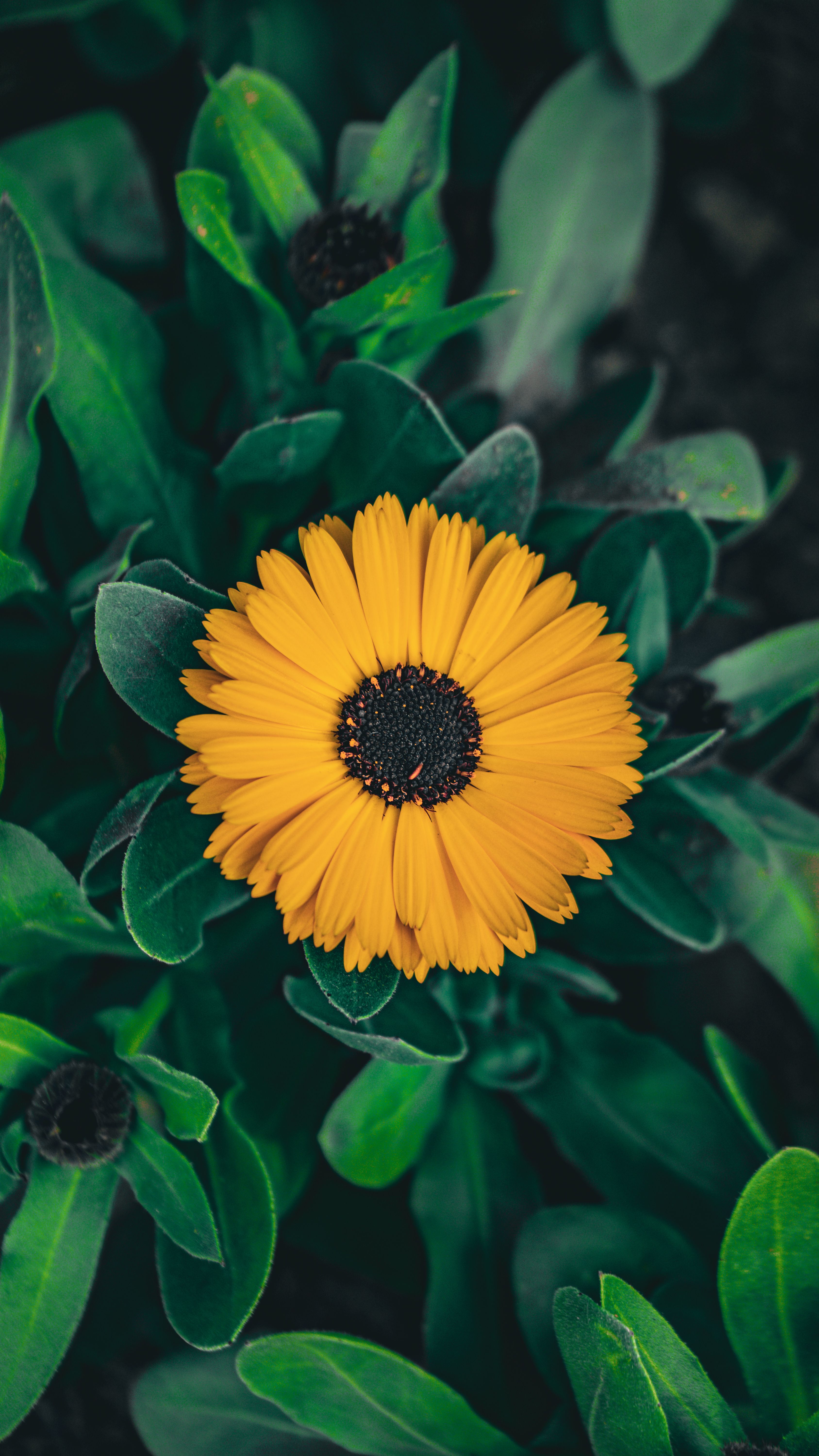 A vibrant yellow flower surrounded by lush green leaves captures nature's beauty in a vertical close-up shot.