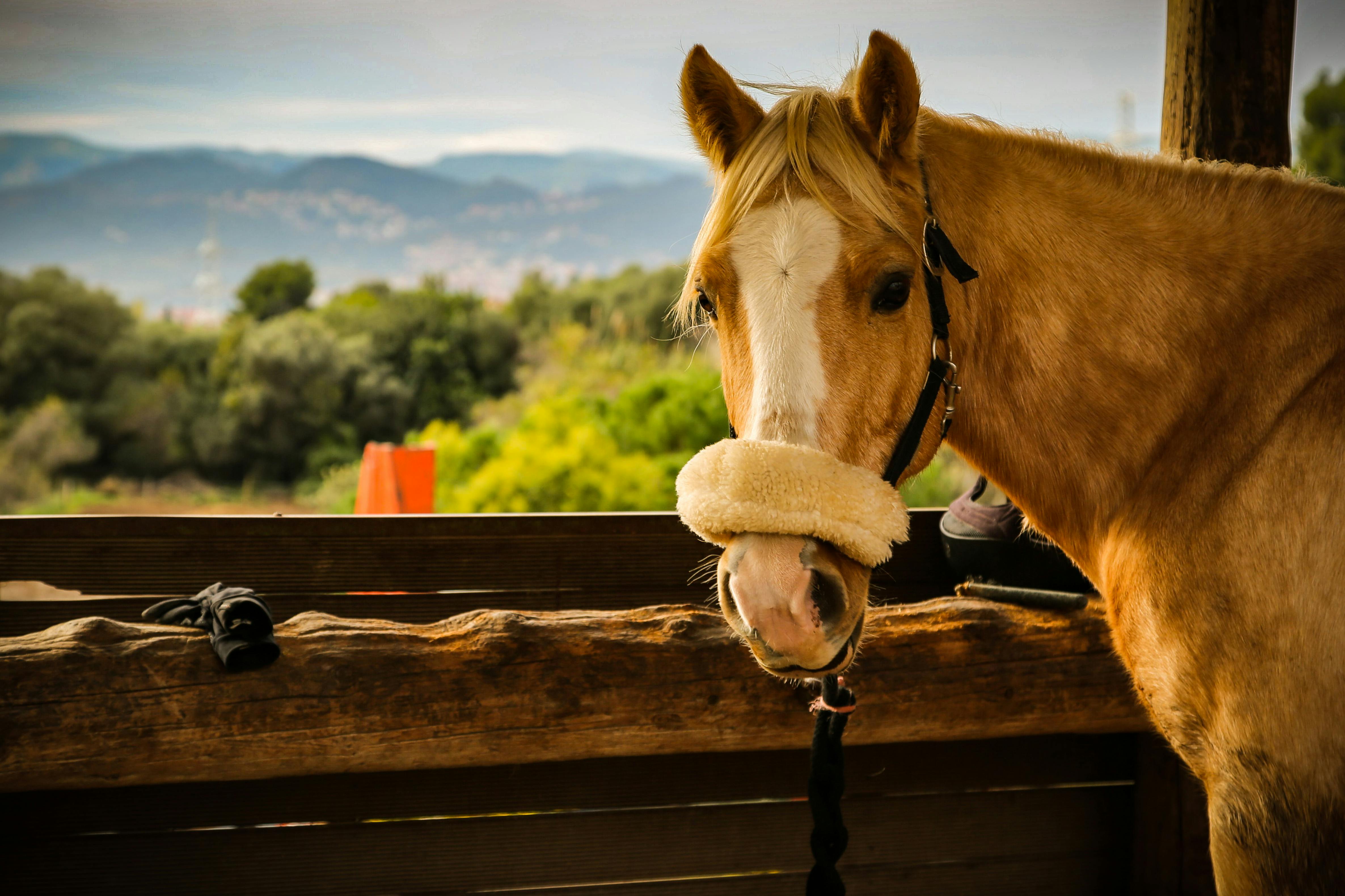 brown horse photo