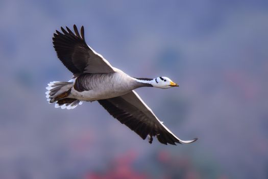 free flying and enjoying the beautiful life