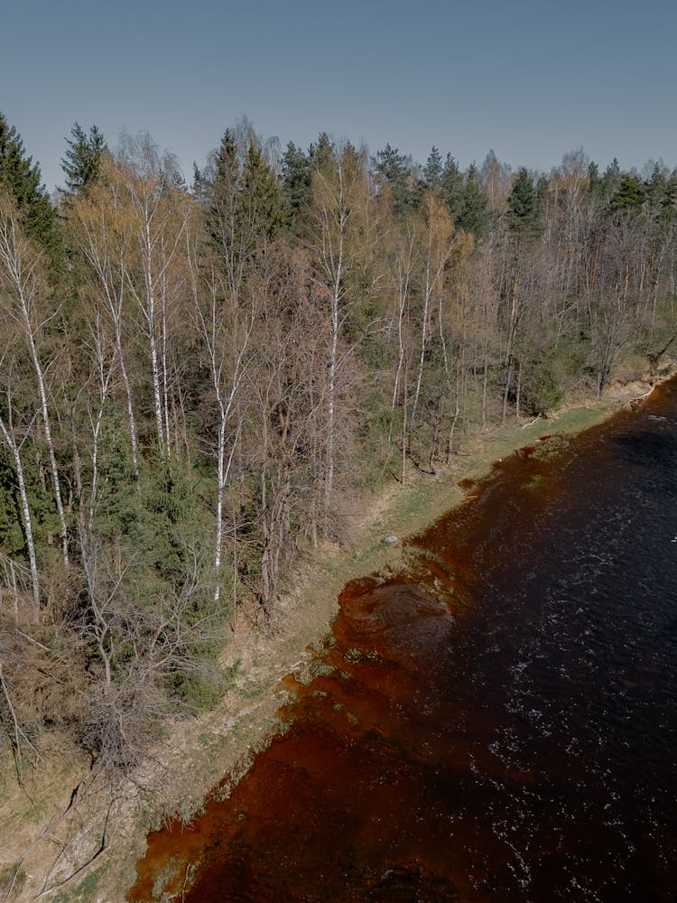 Trees Growing In Wild Forest On River Bank