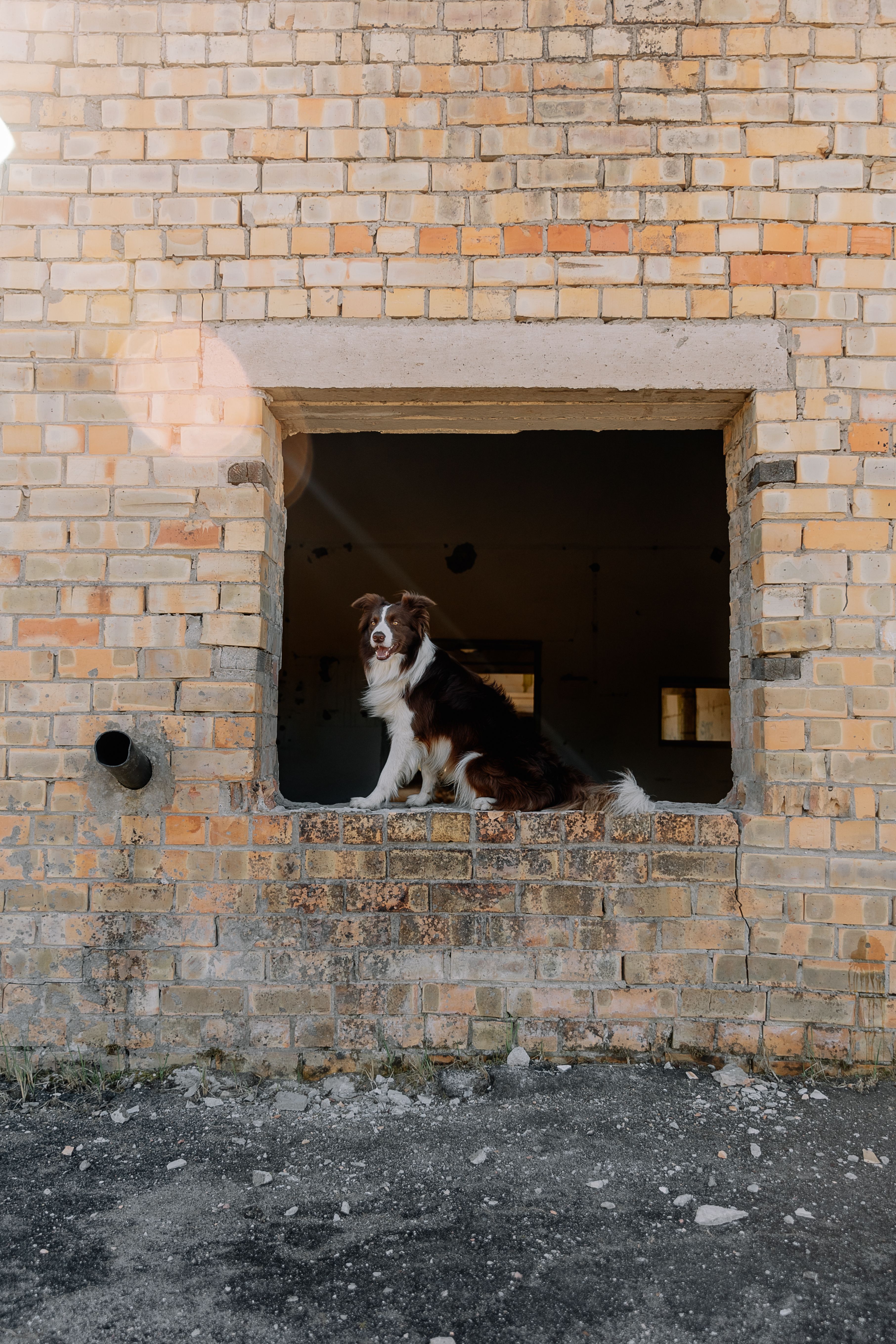 A dog sits in a window of an abandoned brick building, creating a striking contrast.