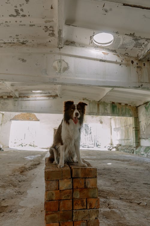 개, 건물, 동물의 무료 스톡 사진