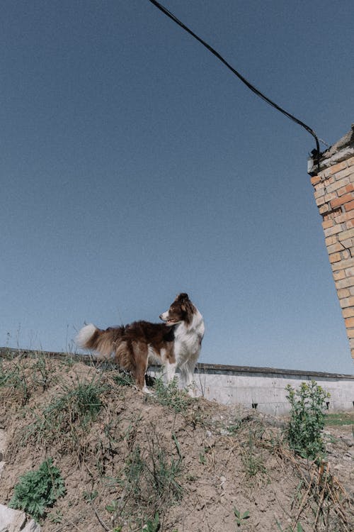 Dog on Sunlit Ground