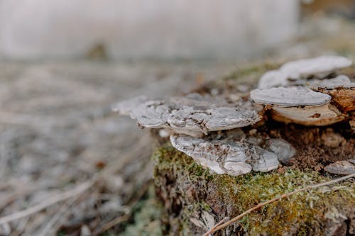 A Bracket Fungus on the Ground