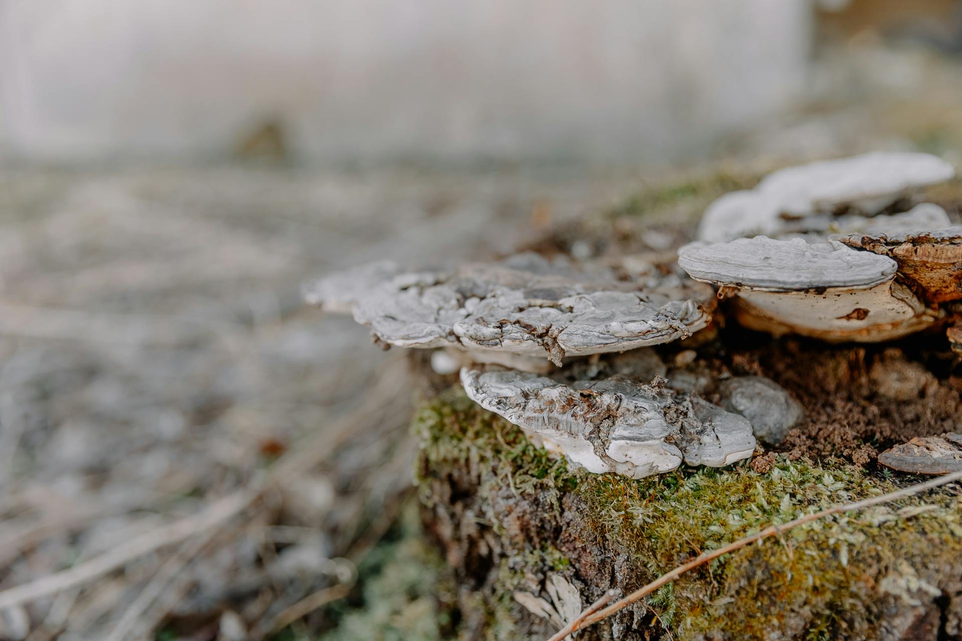 Detailed view of bracket fungi growing on a moss-covered tree stump outdoors.