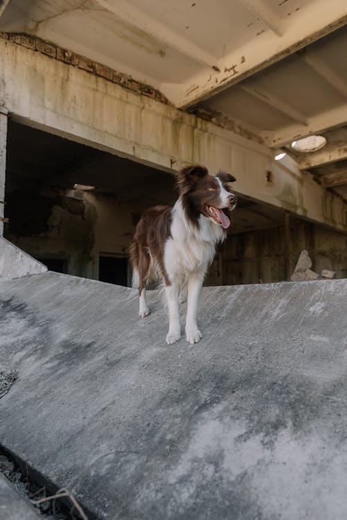 Dog in Ruins