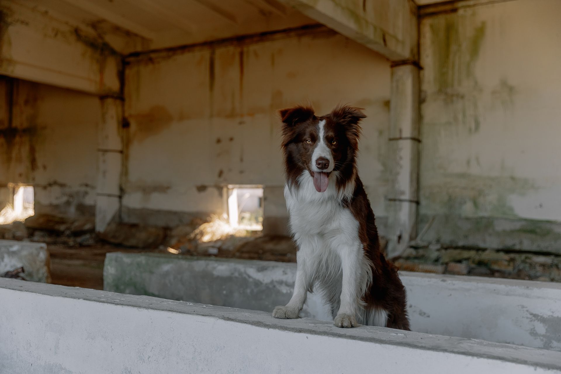 Dog in Abandoned Building