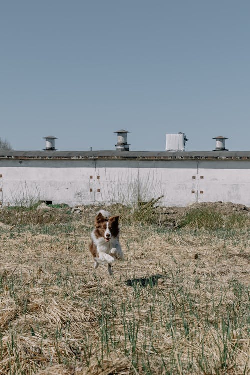 Dog Running in Hayfield