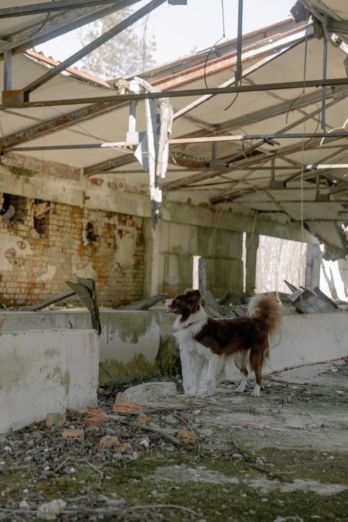 Free A border collie stands among the ruins of a crumbling building, showcasing resilience. Stock Photo