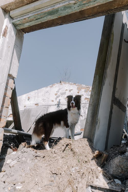 A Dog on Rubble in a Destroyed Building