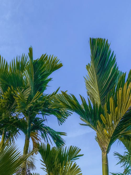 Palm Trees Fronds