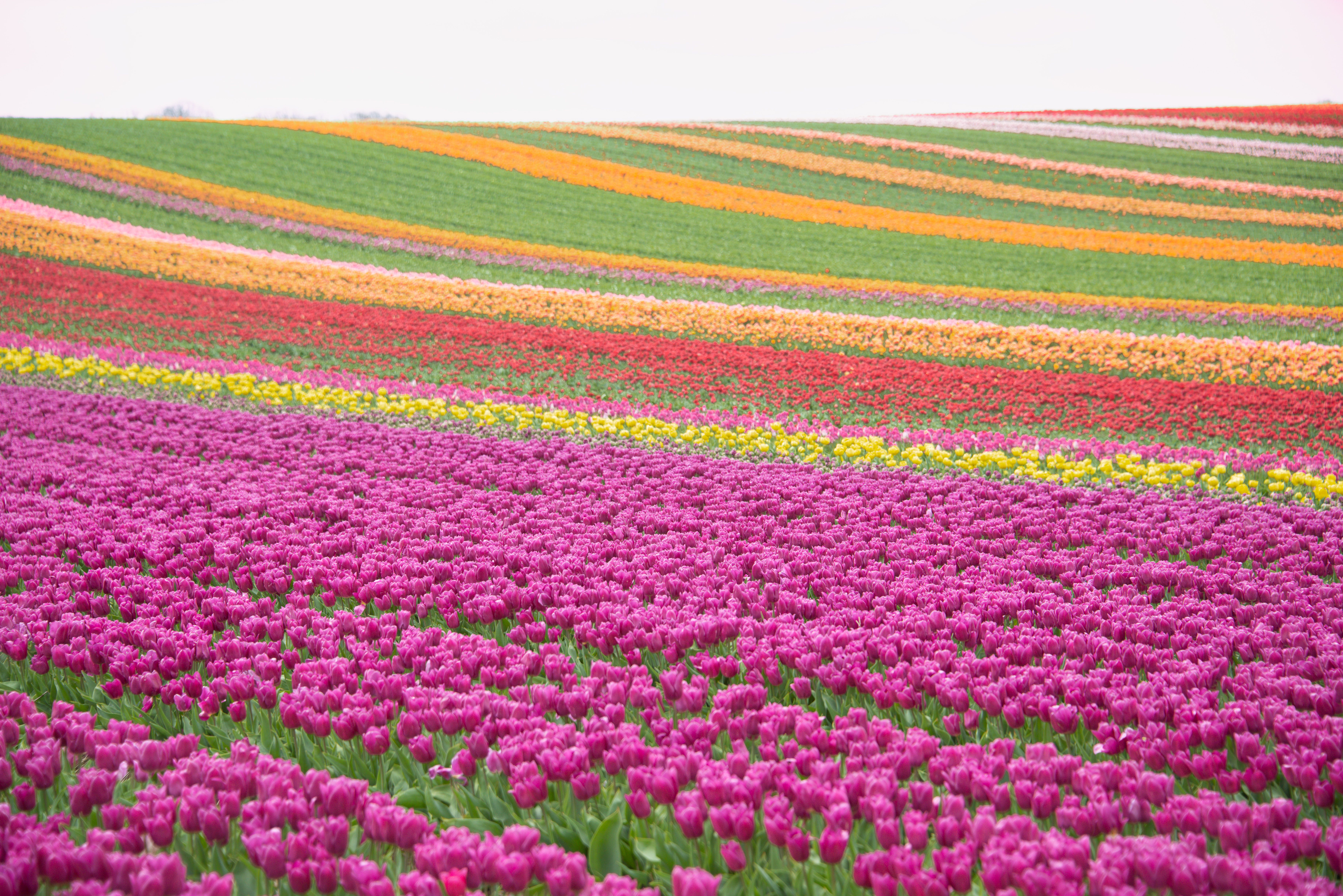 Tulpenvelden in bloei in de Bollenstreek 1