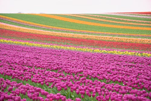 Kostenloses Stock Foto zu blumen, bunt, feld