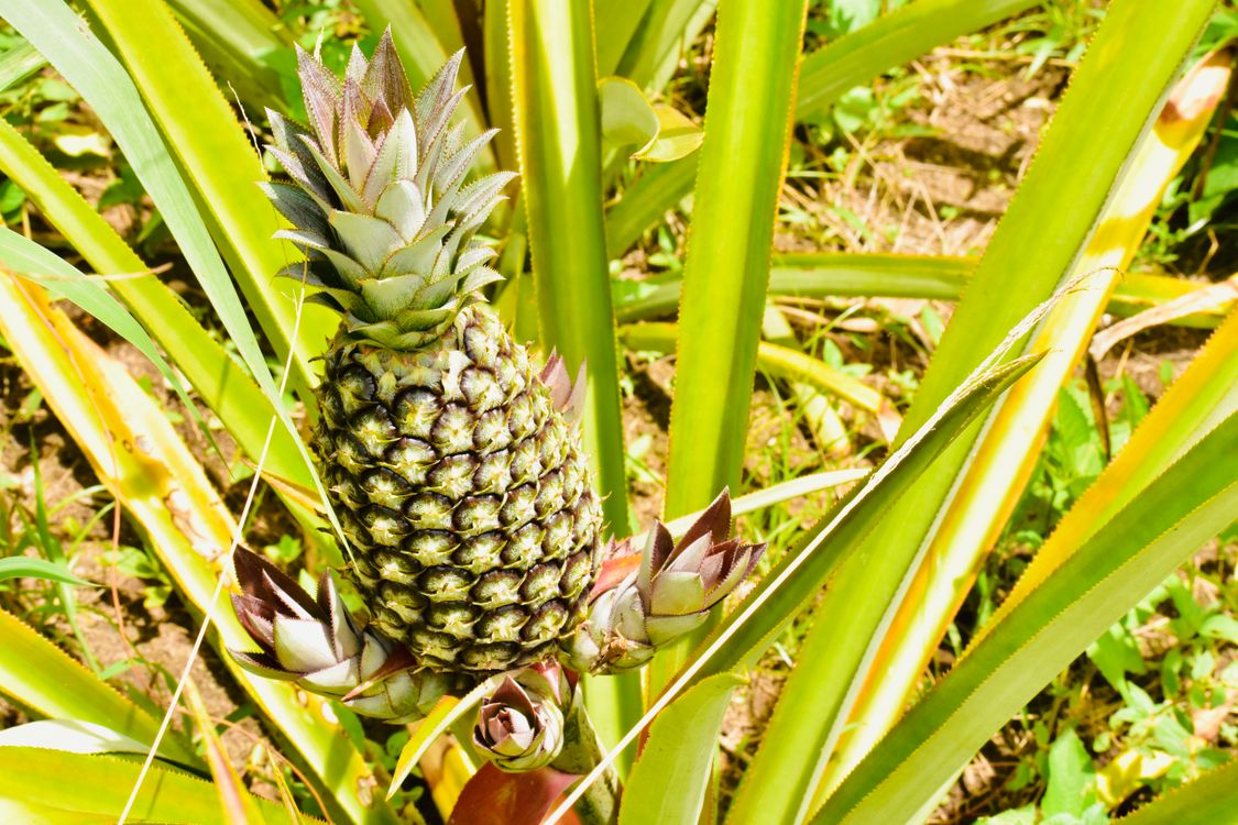 Close up of Pineapple · Free Stock Photo