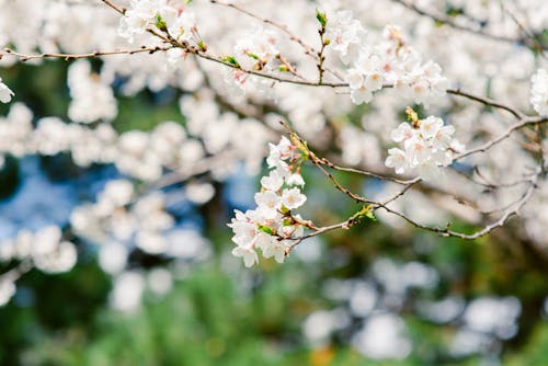 Close up of Cherry Branches in Spring