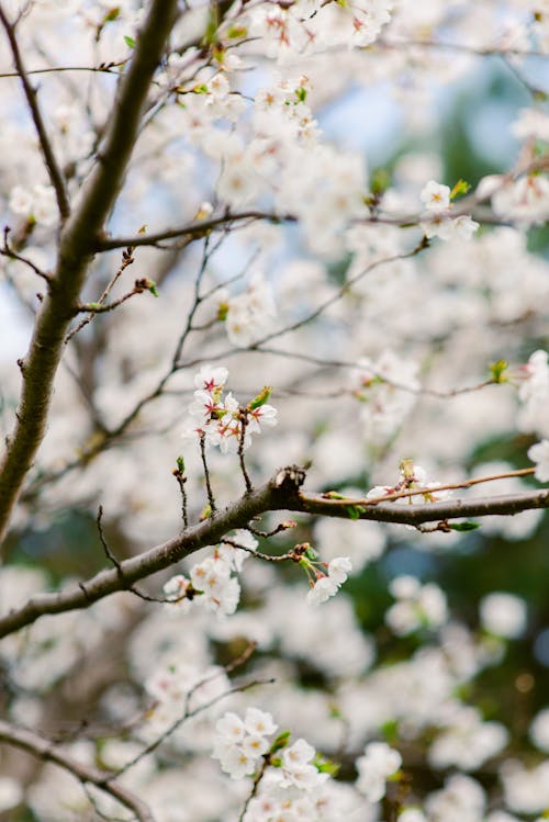 Close up of Cherry Blossoms