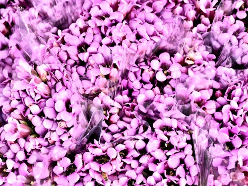 Free Purple and White Flower Petals Stock Photo