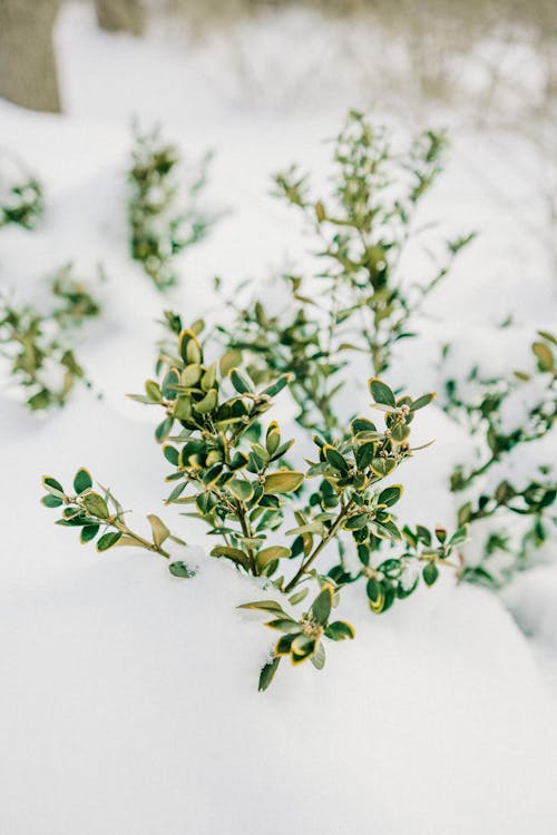 Close up of Leaves on White Background