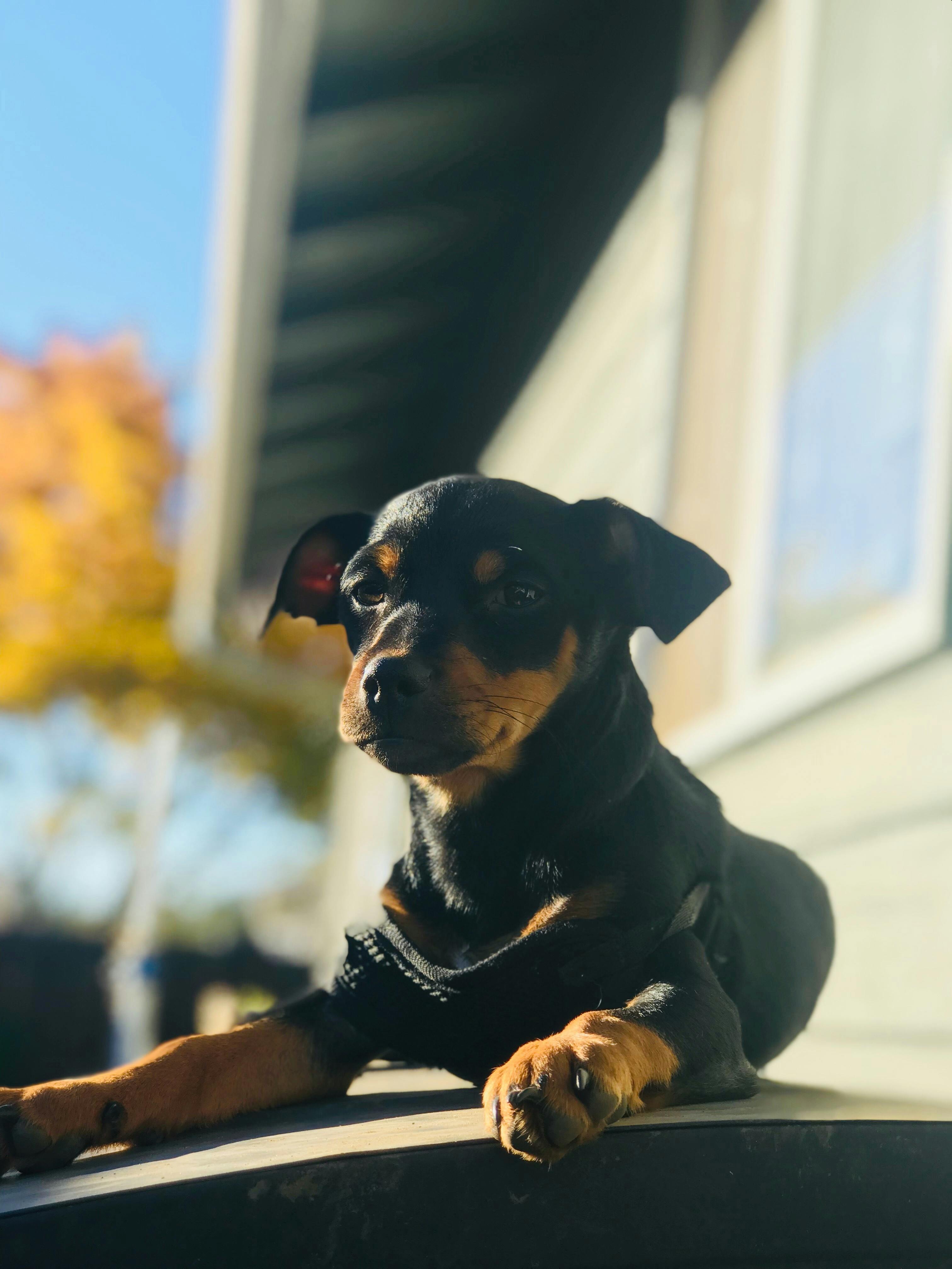 Close-up of a brown dachshund dog