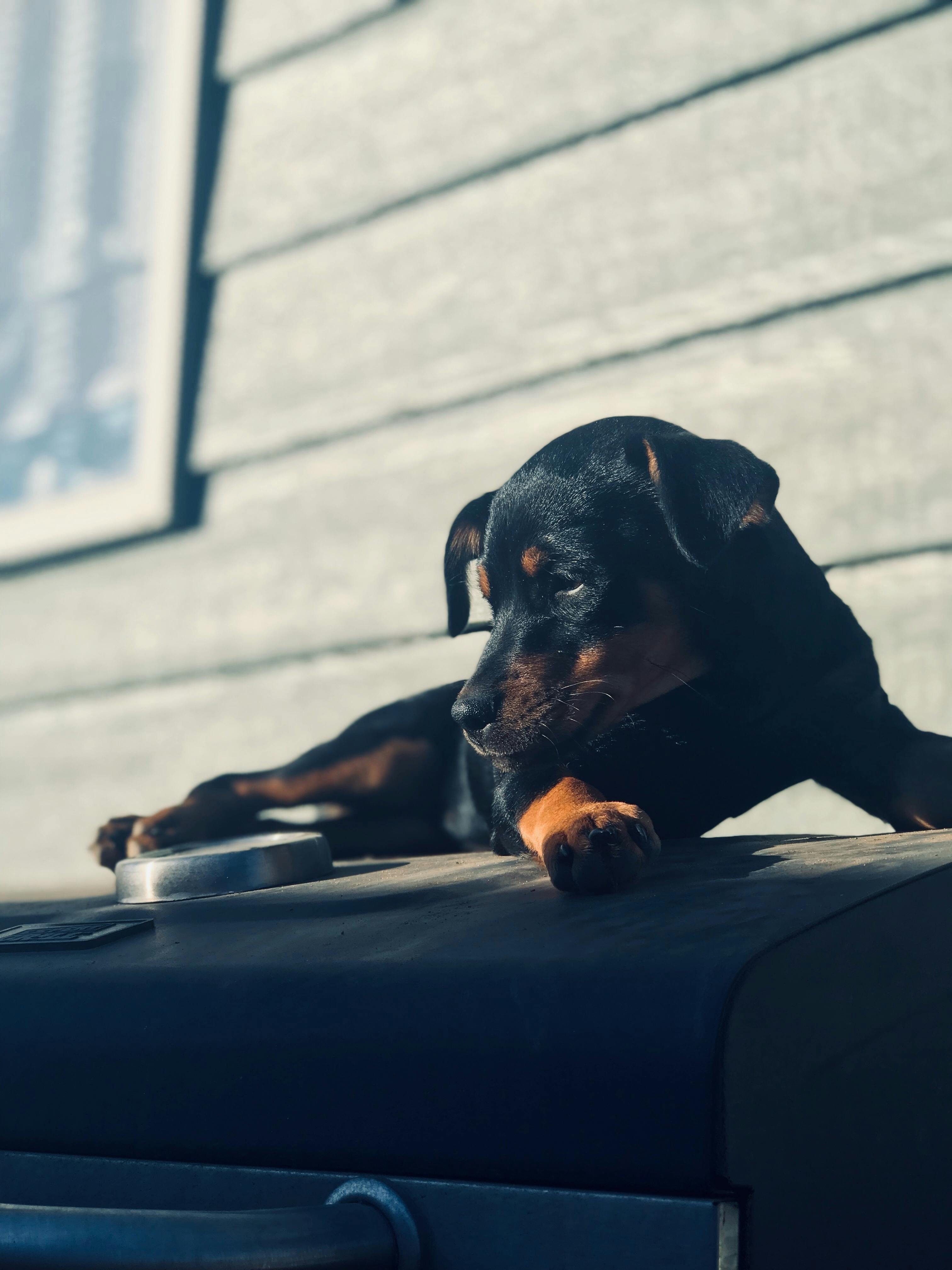 一只可爱的小狗躺在烤架上晒太阳，背景模糊