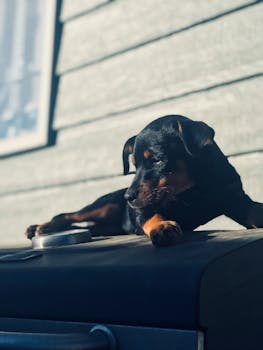 一只可爱的小狗躺在烤架上晒太阳，背景模糊