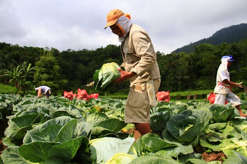 Imagine de stoc gratuită din abundență, agricultură, câmp