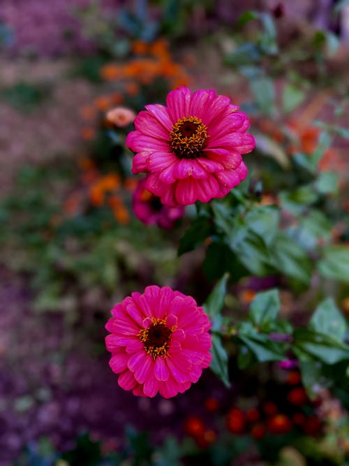 ダリア, ピンクの花びら, フラワーズの無料の写真素材