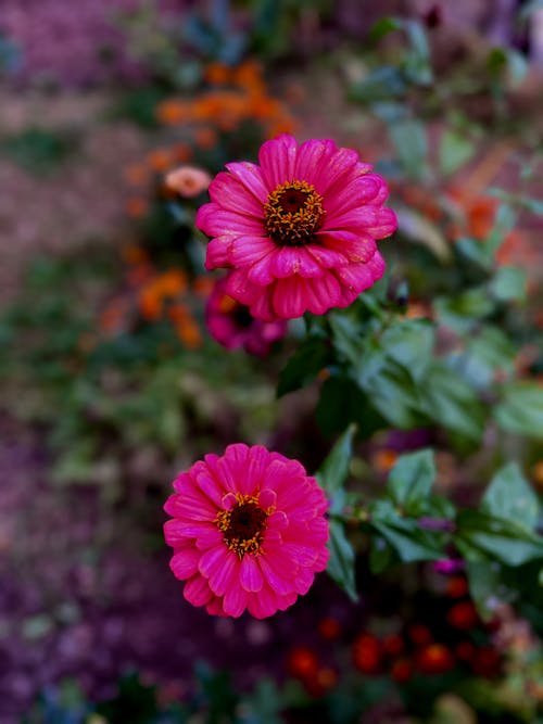 Blooming Pink Dahlias