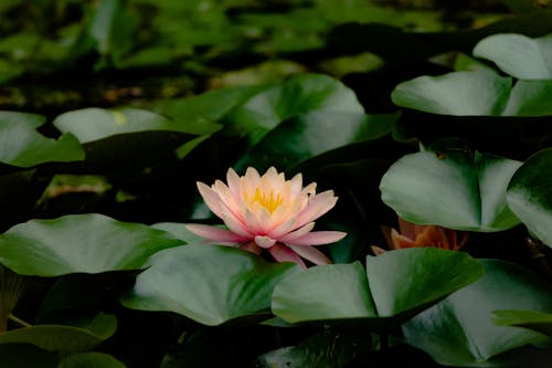 Water Lilies Flower and Leaves