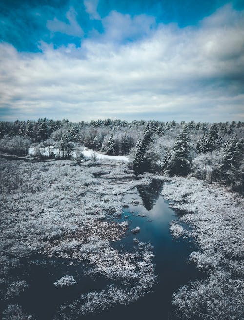 Landschaftsfotografie Von Bäumen, Die Mit Schnee In Der Nähe Von Wasser Bedeckt Sind