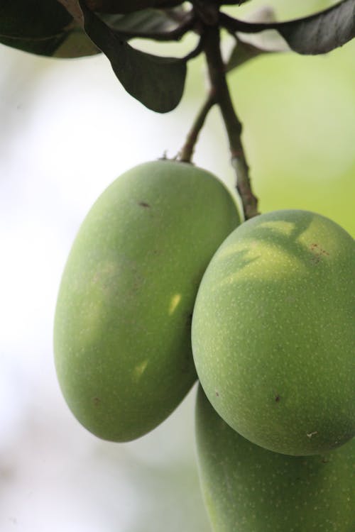 Raw Mango Fruit