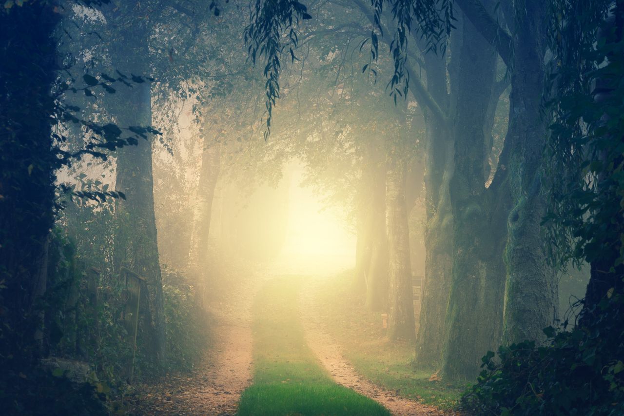 A serene and mystical forest pathway enveloped in mist during autumn