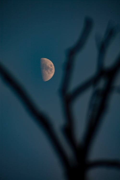 Foto profissional grátis de filiais, foco seletivo, lua