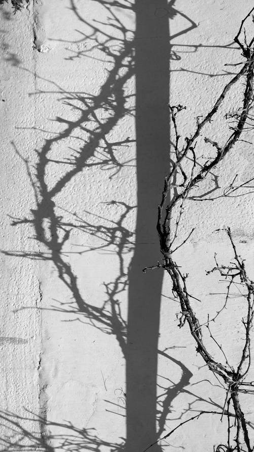 Foto stok gratis bayangan, cabang, dinding
