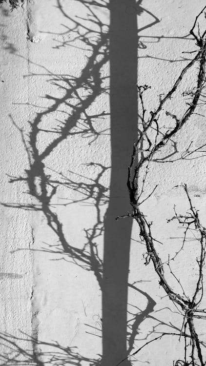 Бесплатное стоковое фото с вертикальный выстрел, ветви, дерево