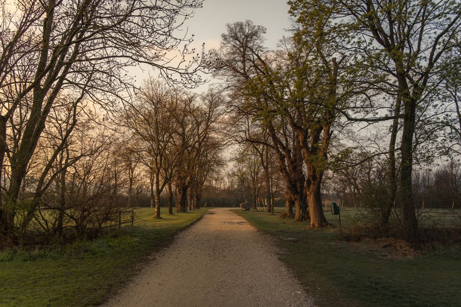 Empty tree-lined path inside Dosan Park at early morning with low golden light