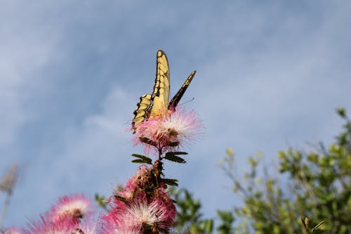 Żółty I Czarny Motyl Wschodni Paziowatych Siedzący Na Różowy Płatek Kwiatu