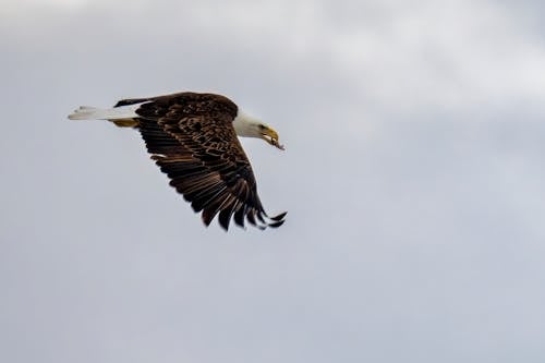 Bald Eagle Flying in the Sky