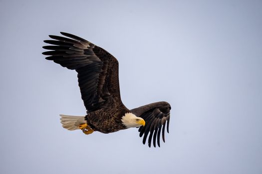 eagle photo